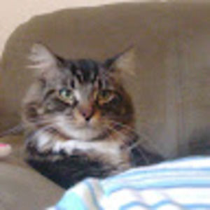 Meet your Posher, Gambit